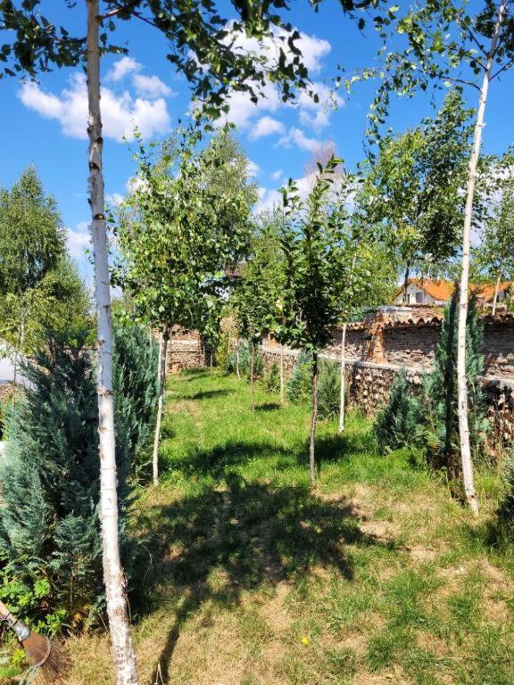 Casa cu mesteceni Rîşnov Exterior foto